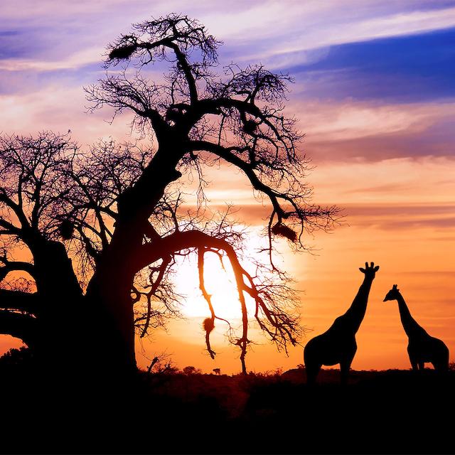 راهنمای خرید بلیط هواپیما آفریقای جنوبی